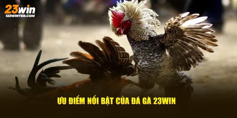 Các đặc điểm khiến kê thủ ấn tượng