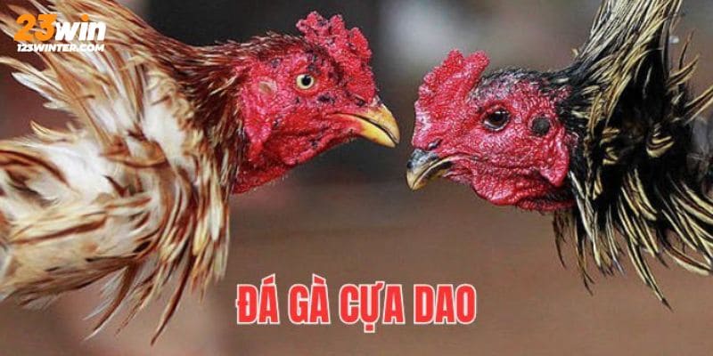 Các hình thức thi đấu nổi trội nhất