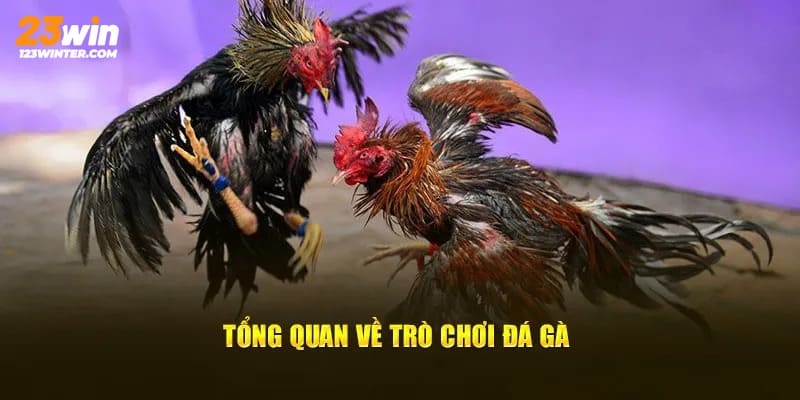 Những thông tin tổng quan về sảnh đá gà 23Win