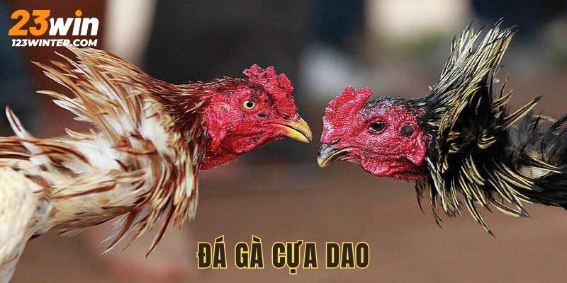 Đá Gà Cựa Dao - Môn Giải Trí Đỉnh Cao Hấp Dẫn Tại 23win