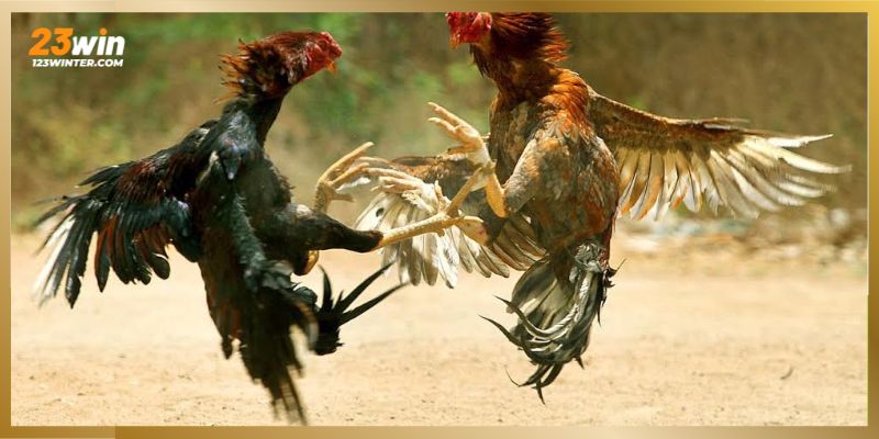 Đá gà miền Tây – Đấu trường cá cược đẳng cấp, hấp dẫn