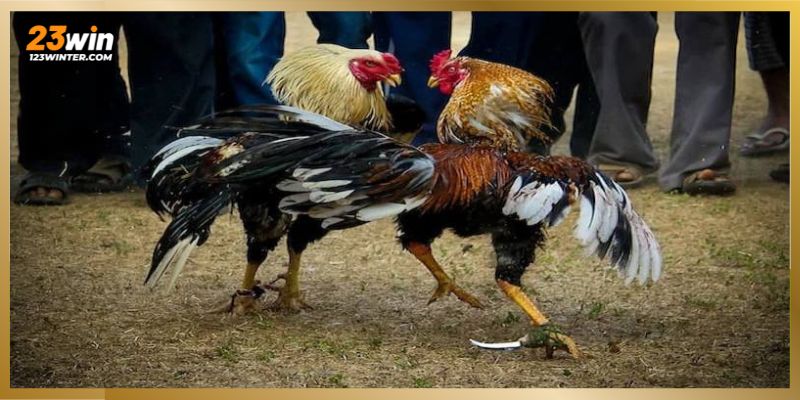 Đá gà miền Tây: Vũ khí và quy định sân đấu chuẩn