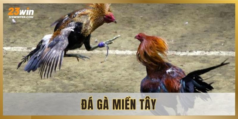 da-ga-mien-tay-dau-truong-ga-chien-hap-dan-va-kich-tinh 